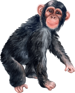 JOKERWORLD รูปลิงเก่าเก็บ Monkey old image
